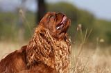 KING CHARLES SPANIEL 127